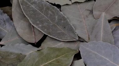 Kokulu kokulu defne yaprakları yığını. Yemek hazırlama rotasyonu için baharat. Yavaşça..