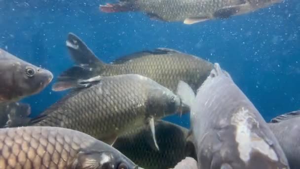 Свежая живая рыба-карп готова к продаже в продуктовом магазине аквариум с пресной водой в супермаркете. — стоковое видео