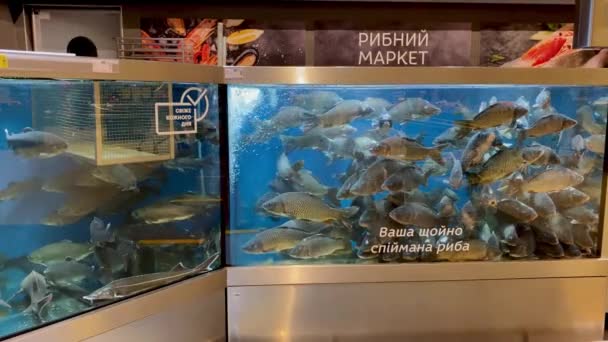 Kiova, Ukraina, helmikuu 2022: - Tuore elävä karppikala myytävänä ruokakaupan akvaariossa makealla vedellä supermarketissa. Valikoiva painopiste. — kuvapankkivideo