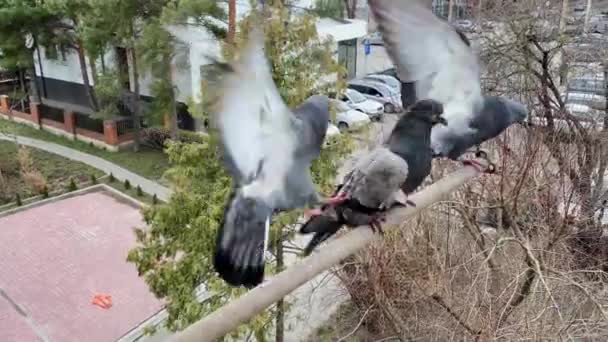 Hladoví holubi nakrmí drobky z okenní obytné budovy. — Stock video