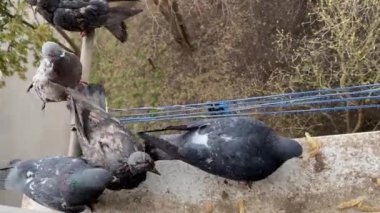 Aç güvercinler konut penceresindeki kırıntıları gagalarlar..