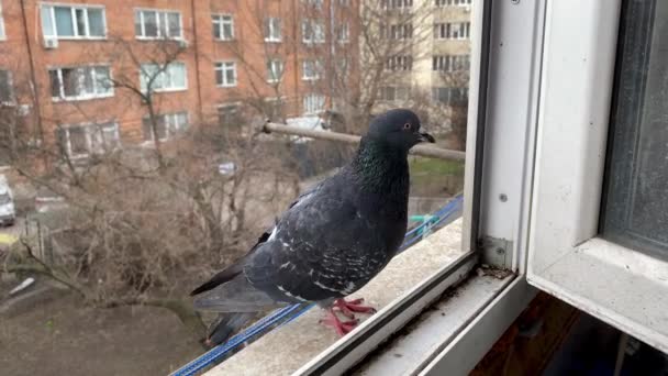 Šedý holub vykukující z okna obytné budovy. — Stock video