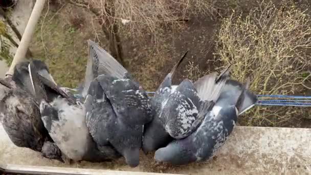 Hongerige duiven pikken voederkruimels op ruiten residentieel gebouw. — Stockvideo