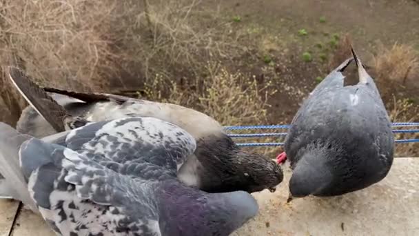 Голодные голуби клюют крошки на оконном жилом доме. — стоковое видео