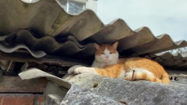 Kızıl saçlı, yerli ya da evsiz kedi evin ya da ahırın çatısında oturur ve yakından bakar..