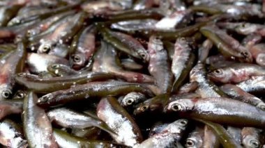 Bir sürü küçük balık ançüezi, tyulka, lahanalar, deniz mahsulleri taze çiğ yiyecekler..