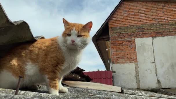 Vörös hajú házimacska vagy hajléktalan macska ül a tetőn házon vagy pajtában, és néz szorosan előtt. — Stock videók