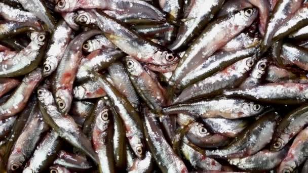 Wiele małych ryb anchois, tyulka, szproty, owoce morza tło świeże surowce spożywcze. — Wideo stockowe