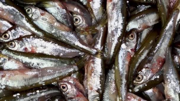 Muchos pequeños peces anchoa, tyulka, espadines, mariscos fondo alimentos crudos frescos. — Vídeos de Stock