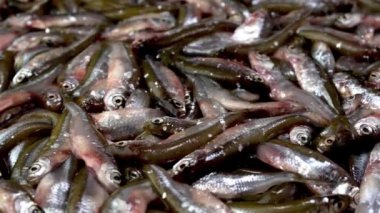 Bir sürü küçük balık ançüezi, tyulka, lahanalar, deniz mahsulleri taze çiğ yiyecekler..