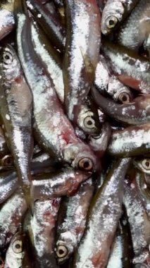 Bir sürü küçük balık ançüezi, tyulka, lahanalar, deniz mahsulleri taze çiğ yiyecekler..