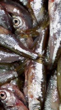 Bir sürü küçük balık ançüezi, tyulka, lahanalar, deniz mahsulleri taze çiğ yiyecekler..