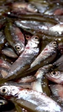 Bir sürü küçük balık ançüezi, tyulka, lahanalar, deniz mahsulleri taze çiğ yiyecekler..