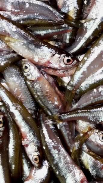 Beaucoup de petits poissons anchois, tyulka, sprats, fruits de mer fond nourriture crue fraîche. — Video