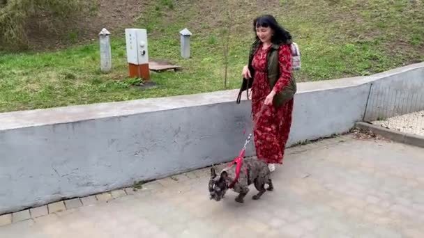 Idős nő séta francia bulldog pórázon szabadban. — Stock videók