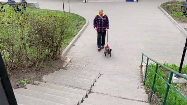 Idős férfi séta francia bulldog pórázon szabadban. — Stock videók