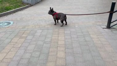 Uzun tasmalı Fransız bulldog endişelenir ve sahibini beklemek için daireler çizer..
