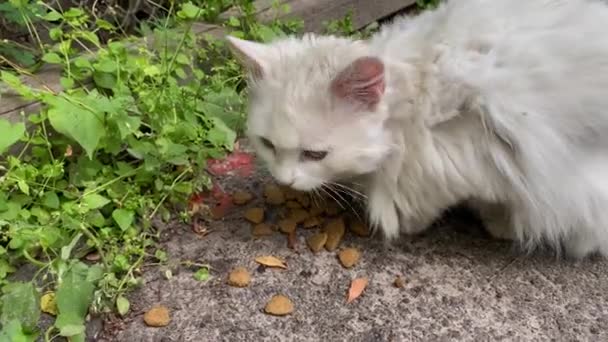 Одинокий Белый Бездомный Пушистый Кот Ест Пищу Разбросанную Земле Улице — стоковое видео