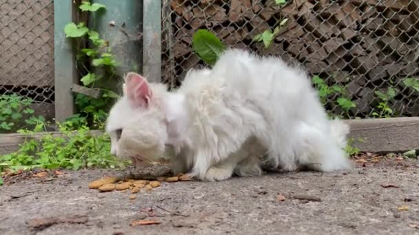 Yalnız Beyaz Evsiz Tüylü Kedi Yere Saçılmış Yiyecekler Yiyor Açık — Stok video
