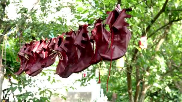 Special Theatrical Leather Jester Shoes Dried Ventilate Cleaning Backyard Close — Video
