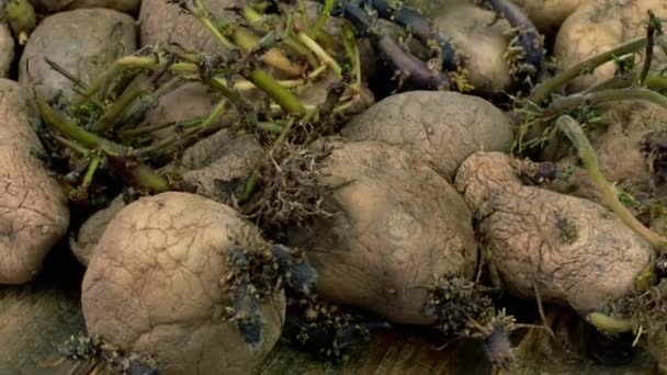Pile Seed Old Germinated Wrinkled Potatoes Sprouts Seed Ready Planting — Vídeos de Stock