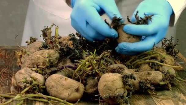 Human Hand Sorts Pile Seed Old Germinated Wrinkled Potatoes Sprouts — ストック動画