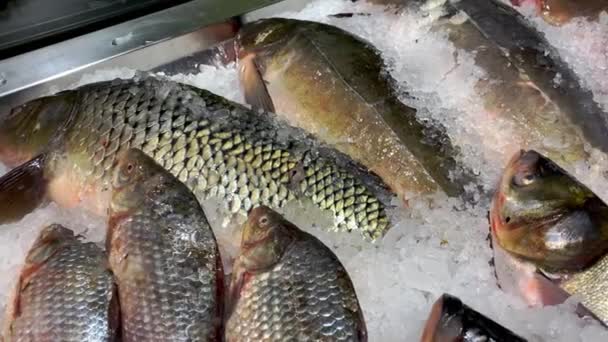 Lot Raw Frozen Fish Crucian Carp Sprinkled Crushed Ice Counter — Stock Video