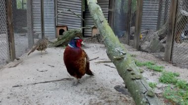 Adult beautiful rooster of pheasant Satyr Tragopan walking in cage at poultry farm outdoors. Close up.