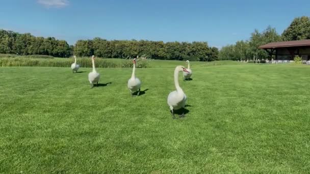 Group Graceful White Swan Walking Waddle Green Meadow Lawn Countryside — Αρχείο Βίντεο