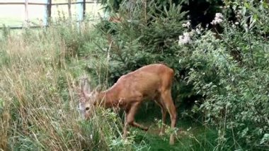 Beautiful deer walking in green thicket near green bushes and plants. Medium plan. Outdoors.