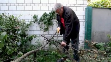 Mature adult man gardener sawing tree branches while garden works with hand saw. Gardening on household. Medium plan.