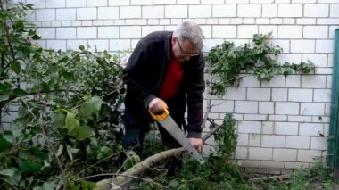 Mature adult man gardener sawing tree branches while garden works with hand saw. Gardening on household. Medium plan.