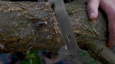Human hands sawing wood tree trunk with hand saw in garden or backyard. Gardening on household. Close up.