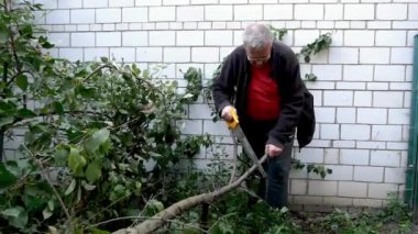 Mature adult man gardener sawing tree branches while garden works with hand saw. Gardening on household. Medium plan.