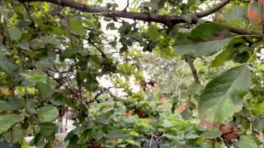 Bahçedeki elma dalında ya da meyve bahçesinde asılı taze kırmızı elmalar. Bahçedeki dallarda yetişen elmalar sağlıklı vejetaryen ve vejetaryen gıdaları gibi. Kapat..