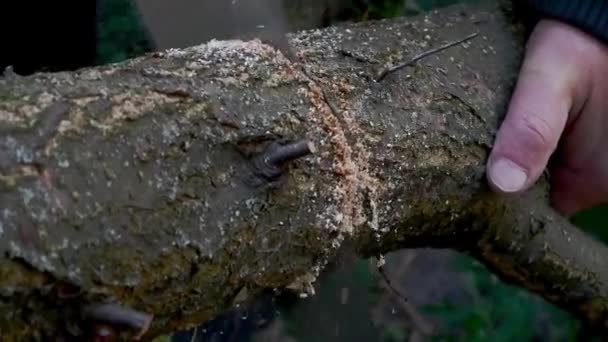 Human Hands Sawing Wood Tree Trunk Hand Saw Garden Backyard — Αρχείο Βίντεο