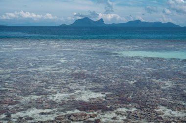 Sampoerna, Sabah, Malezya 'da, gelgitte canlı mercan.