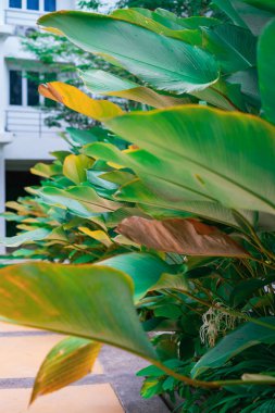 Yeşil tropikal yaprakların güzelliği bir tatil evinde.