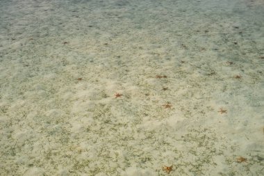 Celebes Denizi 'nin dibinde denizyıldızı var.