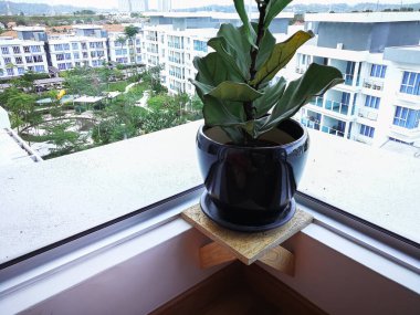 Bir apartmanın penceresinin yakınındaki kapalı bir tesiste keman yaprağı ağacı.