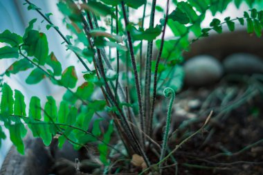 Doğal eğreltiotu bitkisi. Genç yeşil eğrelti otu yapraklarıyla yapılmış güzel bir arka plan. Lahana rengi.
