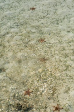 Celebes Denizi 'nin dibinde denizyıldızı var.