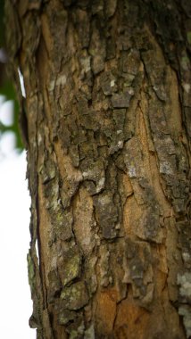 Ağaç gövdesi kabuğu dokusunu kapat