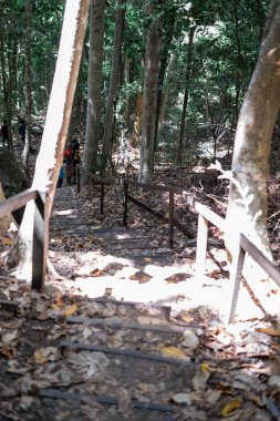 Tropik bölgelerdeki gerçek orman ortamı. Borneo 'daki Asya tropikal ormanı.