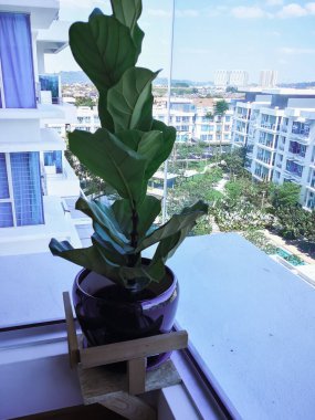 Bir apartmanın penceresinin yakınındaki kapalı bir tesiste keman yaprağı ağacı.