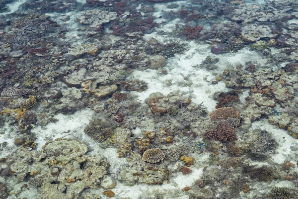 Oralt Rev Runt Celebes Hav Lågvatten Vilket Gör Fantastisk Natur — Stockfoto