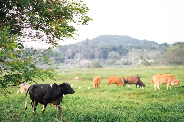 Koeien Grazen Een Groen Veld Een Dorp Een Tropisch Land — Stockfoto