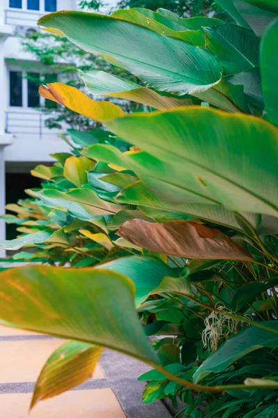 Yeşil tropikal yaprakların güzelliği bir tatil evinde.