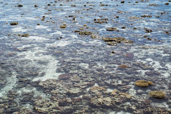Sabah, Bum Bum Adası 'ndaki boş Semporna plajında dalgaların çekildiği engebeli mercan resiflerinin parlak manzarası.