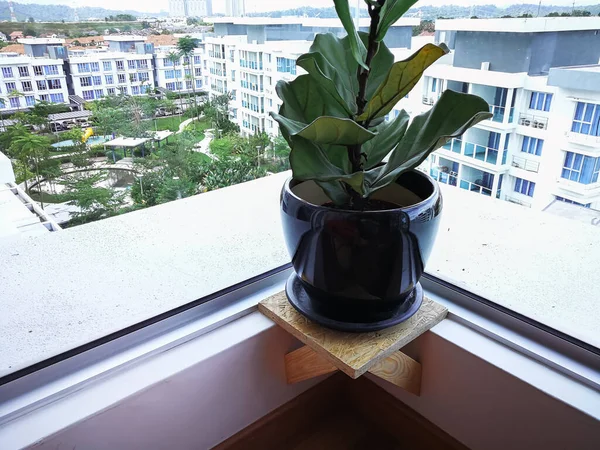 Bir apartmanın penceresinin yakınındaki kapalı bir tesiste keman yaprağı ağacı.